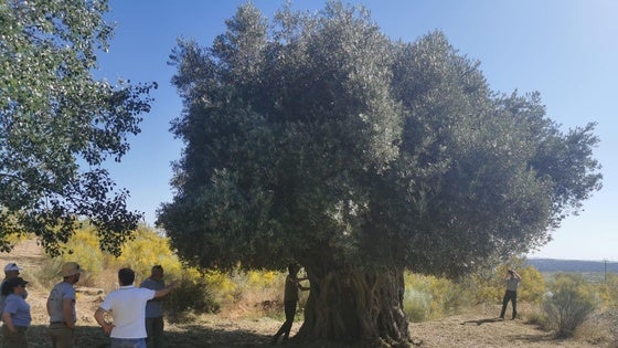 La Junta cataloga los olivos centenarios de Peraleda de San Román