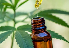 La Junta declara proyecto de interés autonómico la producción de cannabis medicinal en Navalmoral