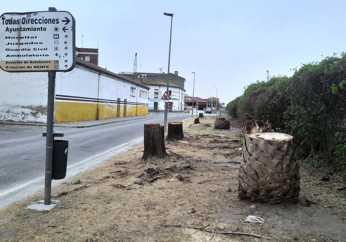 No al Muro pide «triplicar» los 150 árboles talados por las obras del tren