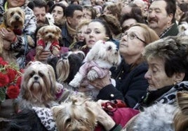 Bendición de animales por la festividad de San Antón