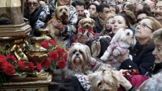 Navalmoral celebrará su primera misa de San Antón con bendición de mascotas