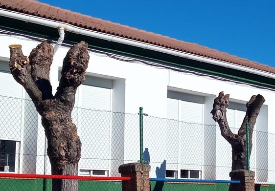 Poda realizada en Peraleda de la Mata