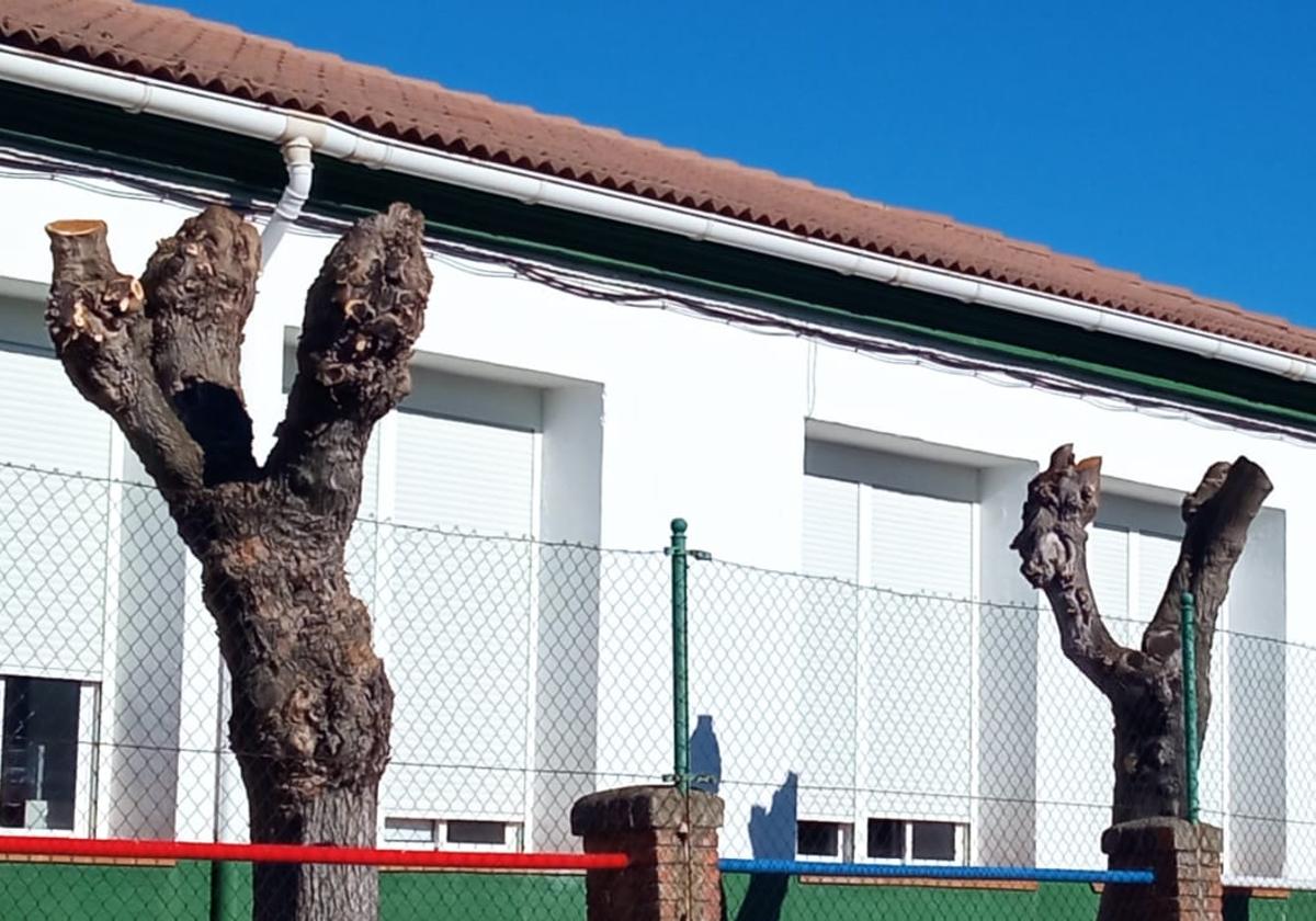 Poda realizada en Peraleda de la Mata