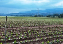Plantación de la zona tabaquera