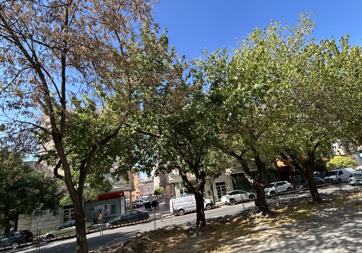 Árboles de la avenida de las Angustias