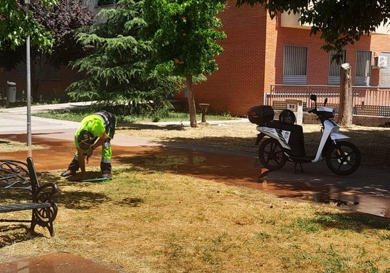 El concurso para mantener las zonas verdes concluye tras meses de litigio