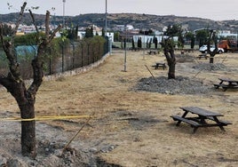 Las moreras en su nueva ubicación