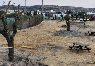 El Ayuntamiento se decide por la charca Mayen para trasplantar las moreras
