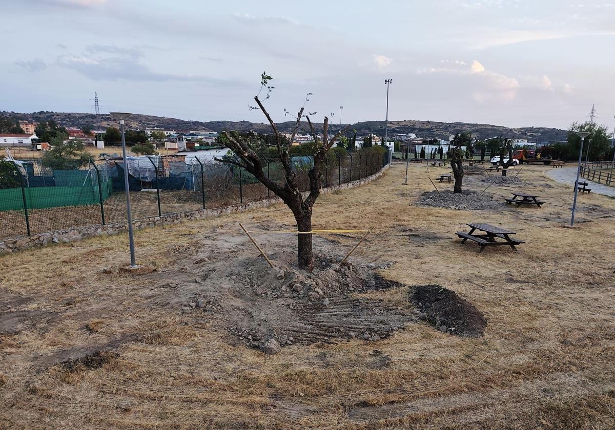 Las moreras en su nueva ubicación