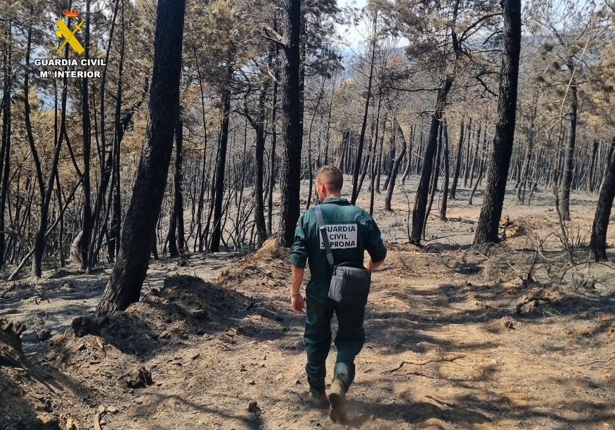 Agente del Seprona en una zona calcinada por el fuego