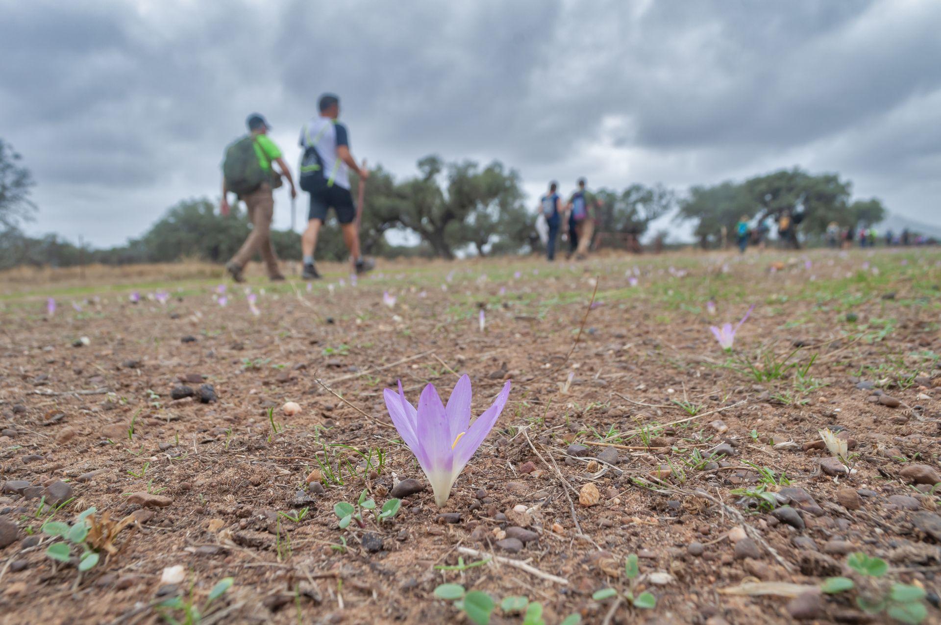 Caminar entreparques