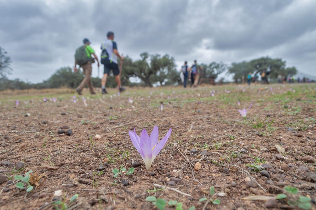 Caminar entreparques