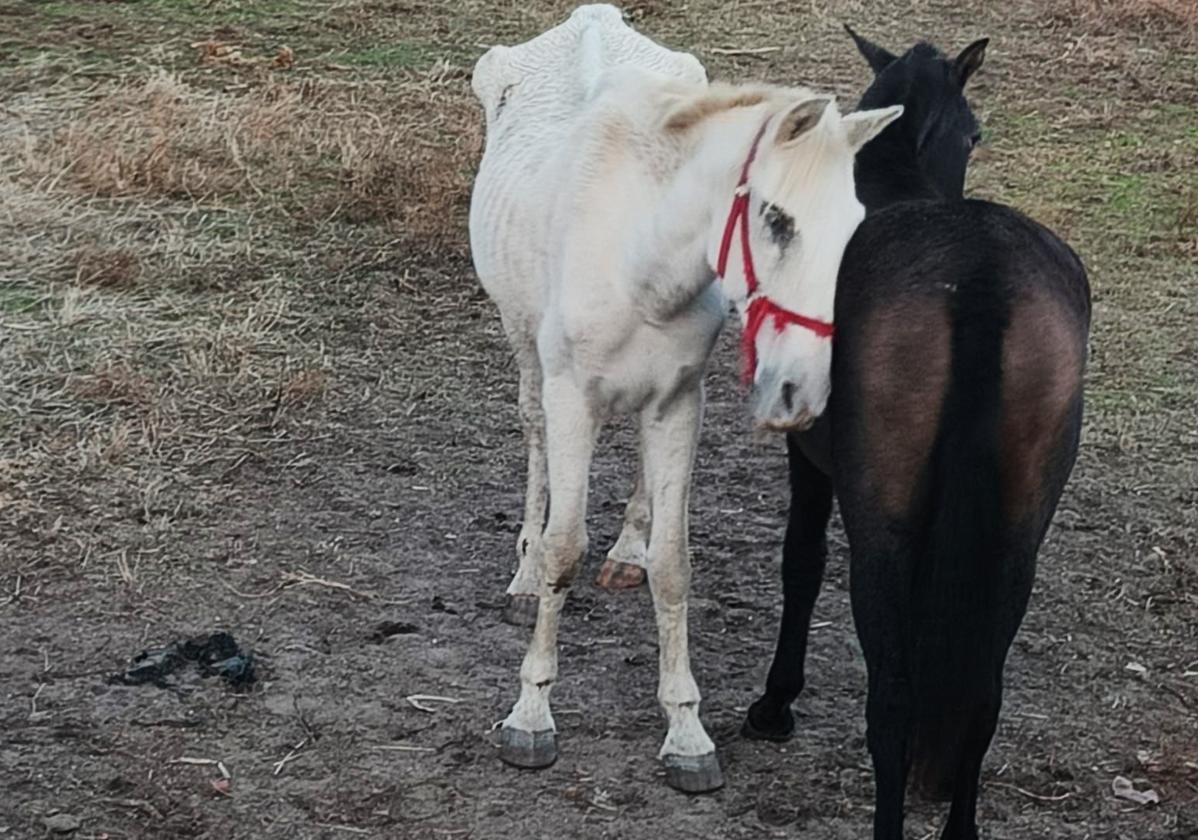 Los animales fueron localizados en estado de abandono