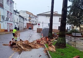 Caída de ramas en el entorno del Palacio de Justicia