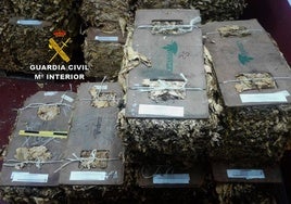 Tres detenidos y cinco investigados en la zona por el robo de hoja de tabaco