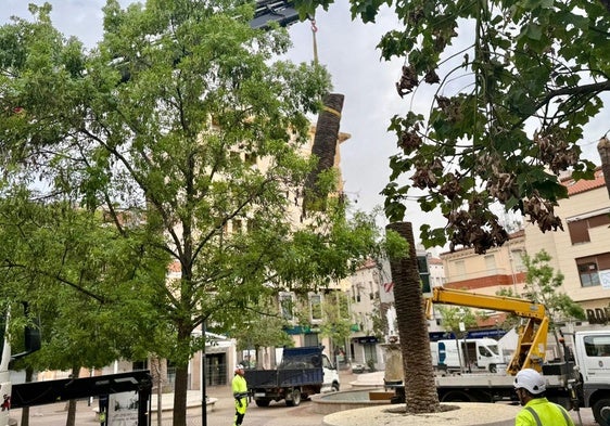 Trabajos de mejora y sustitución del arbolado en la plaza del Jardincillo