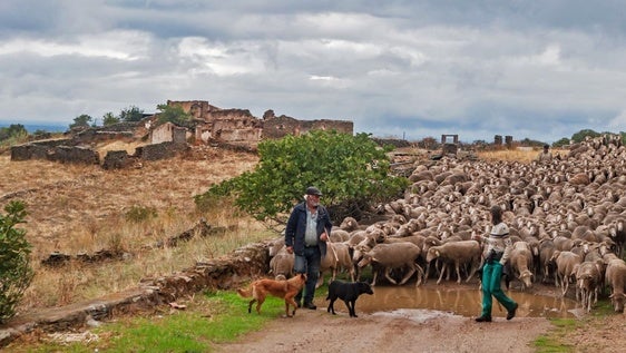 La IV Ruta de la Trashumancia recorrerá la Reserva de la Biosfera de Monfragüe y el Campo Arañuelo