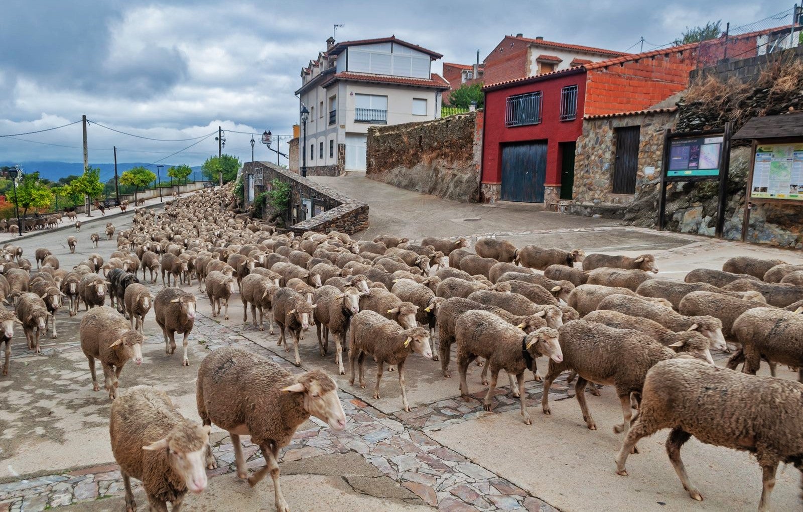 El rebaño a su paso por Casas de Miravete