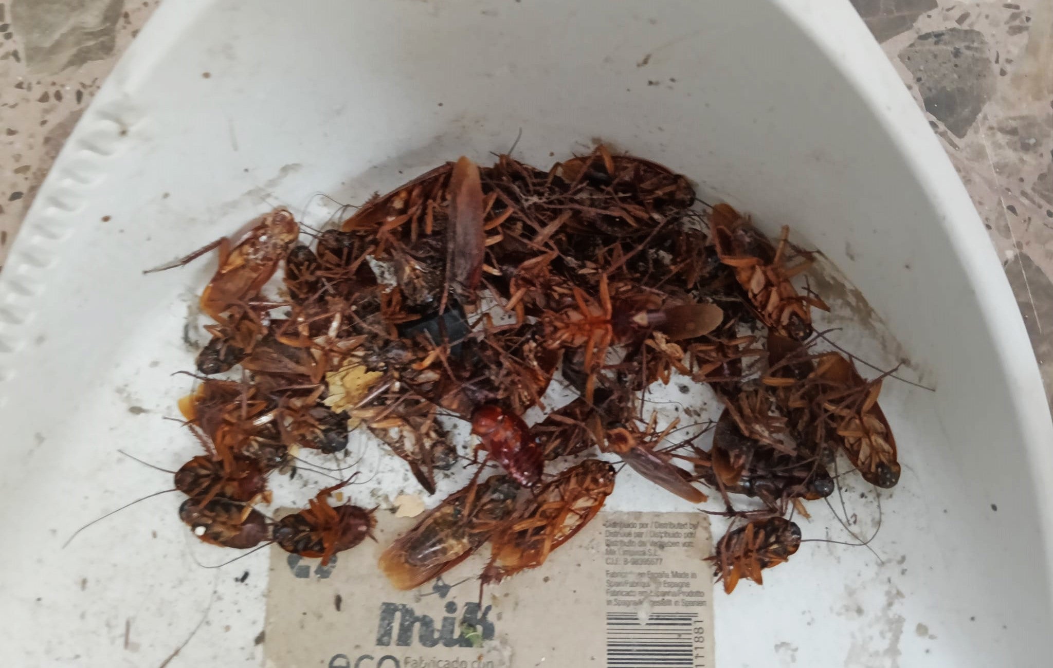 Cucarachas americanas recogidas en la zona afectada