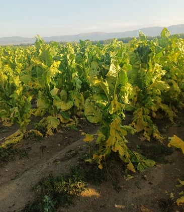 El pedrisco daña cerca de 600 hectáreas de tabaco, lo que supone entre el 8% y el 10% de la región