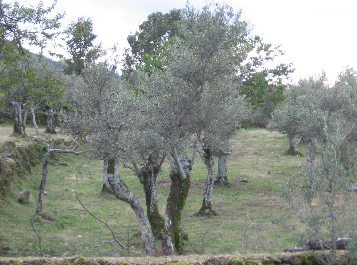 Dos ladrones atropellan al dueño de un olivar de Bohonal de Ibor donde robaban aceitunas