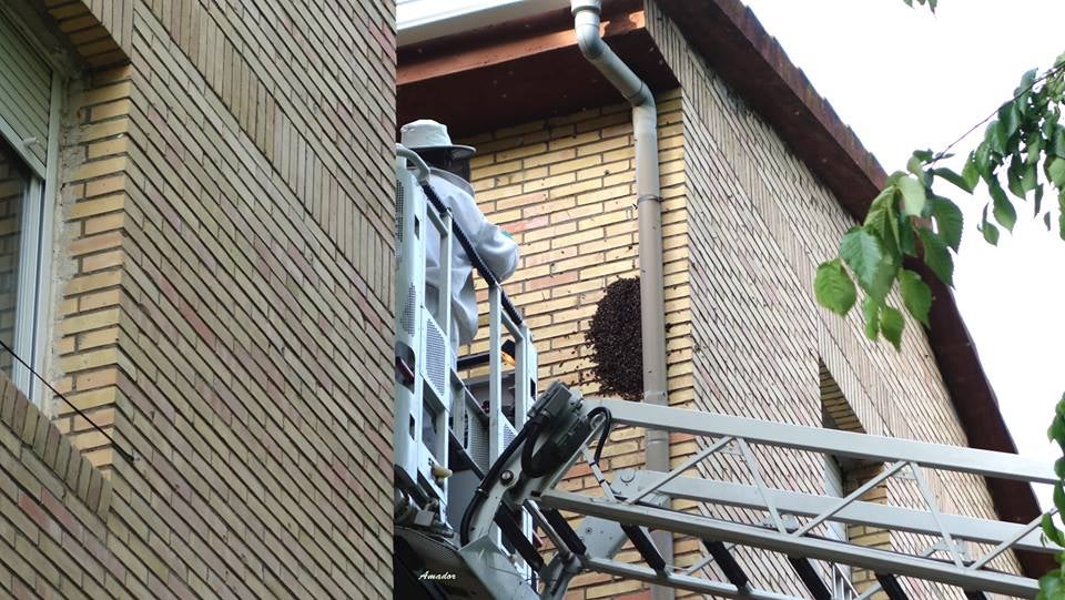 Abejas en el barrio de la Marcha Verde