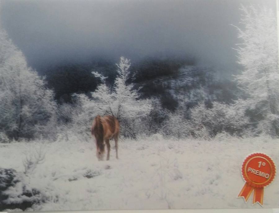 fOTOGRAFÍA GANADORA  