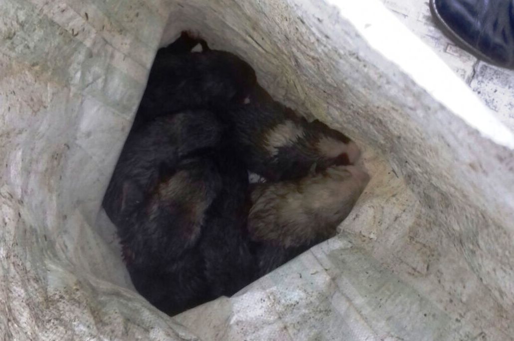 Los bomberos rescatan a siete cachorros arrojados a un contenedor de basura