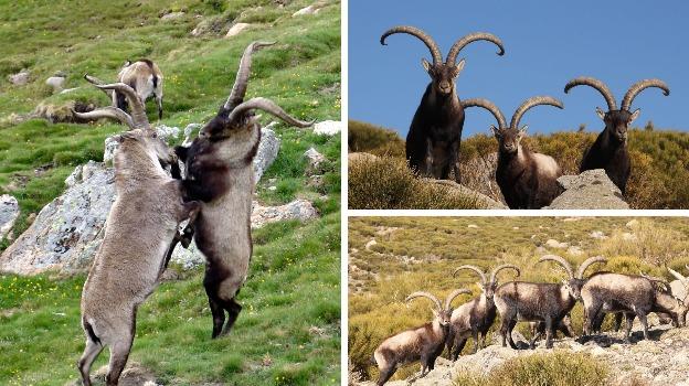 Medio siglo inmortalizando al rey de Gredos
