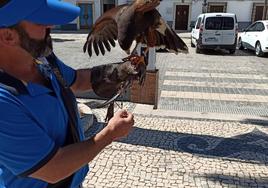 Ave rapaz de disuasión de colonias de palomas.