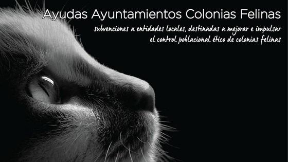 El Consistorio ha solicitado 59.188 euros al Ministerio de Derechos Sociales para el control de colonias felinas