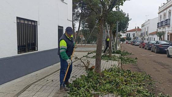 Comienza la campaña de poda del arbolado lineal y de parques y jardines