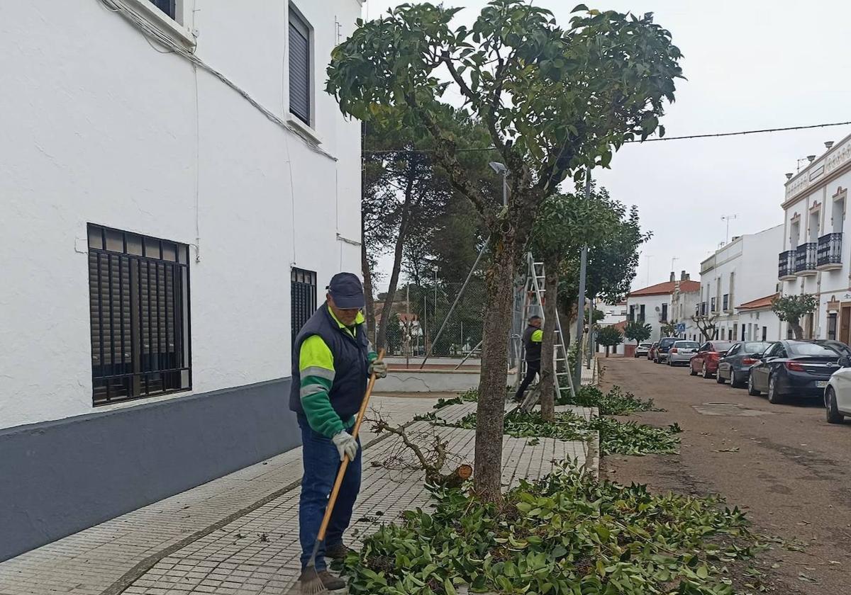 operarios municipales trabajando en la poda.