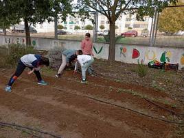 Alumnos trabajando en el huerto escolar.