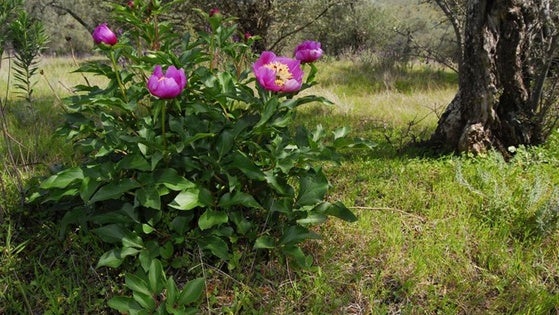 El documental 'Espacios Naturales Espectaculares' recorre la sierra de Alor