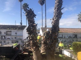 Los operarios municipales sanean las palmeras.