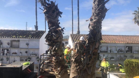 Comienza la poda y tala de palmeras en el Cementerio Municipal