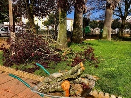 Imagen de archivo de trabajos de poda en Olivenza.