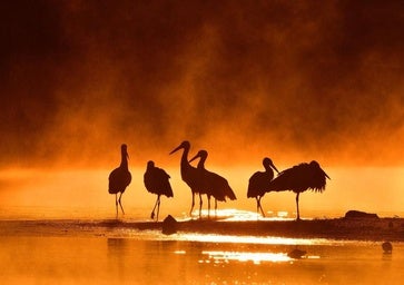 Joaquín Figueredo gana el primer premio del Certamen Fotográfico Internacional de la Semana de la Cigüeña