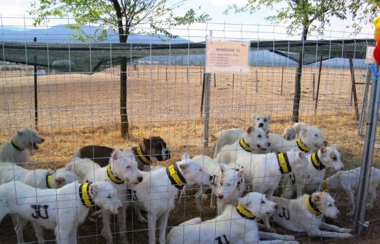 Perros preparados para su transporte.