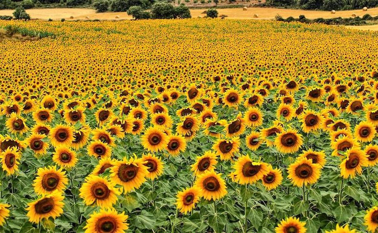 Girasoles