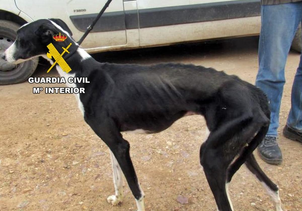 La Guardia Civil investigó a un vecino de Puebla por un supuesto delito de maltrato animal