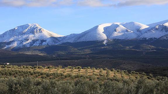 El olivar de montaña de Andalucía, Extremadura y Castilla-La Mancha es el sector más perjudicado por el reparto de las ayudas asociadas en España.
