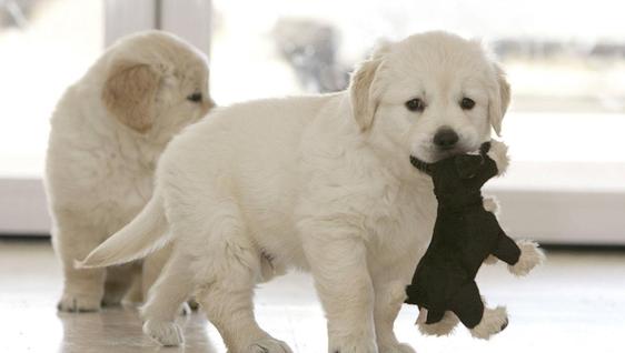 Ya puedes inscribir a tu mascota en el censo canino de animales domésticos