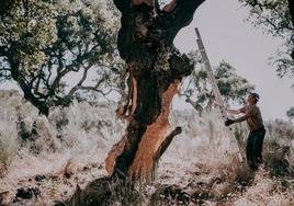 Un trabajador durante la campaña de la saca.