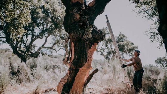 La Junta de Extremadura adelanta la campaña de la saca del corcho al 1 de mayo
