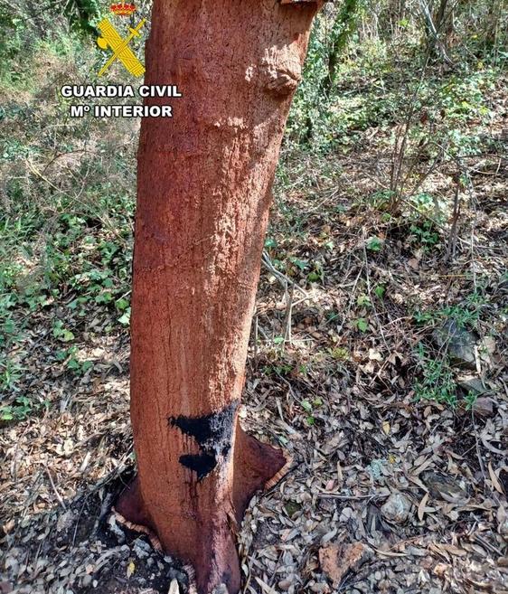 La Guardia Civil investiga a dos personas por el robo de más de 2.000 kg de corcho en San Vicente de Alcántara