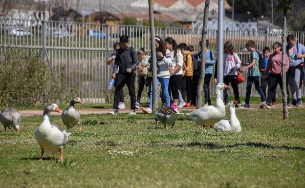 Los voluntarios de La Caixa en Badajoz celebran un paseo por el Guadiana