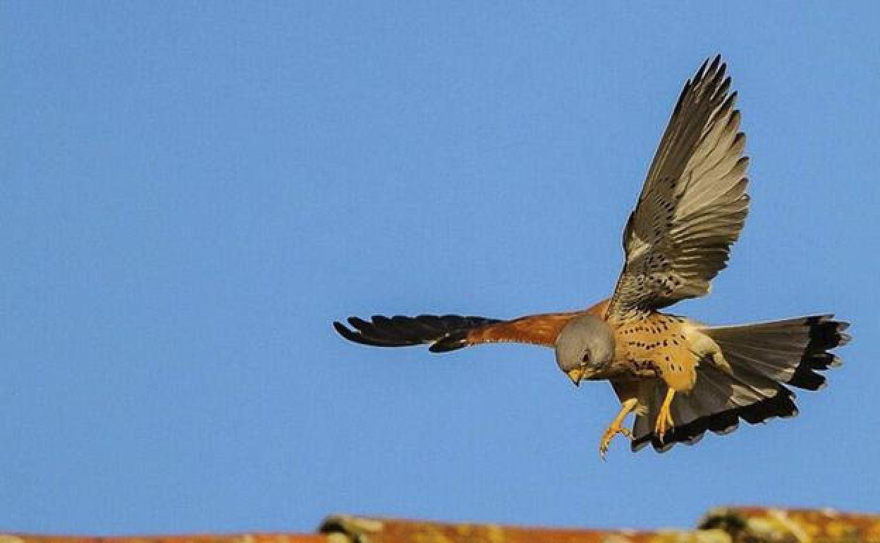 Un cernícalo vuela sobre Almendralejo 