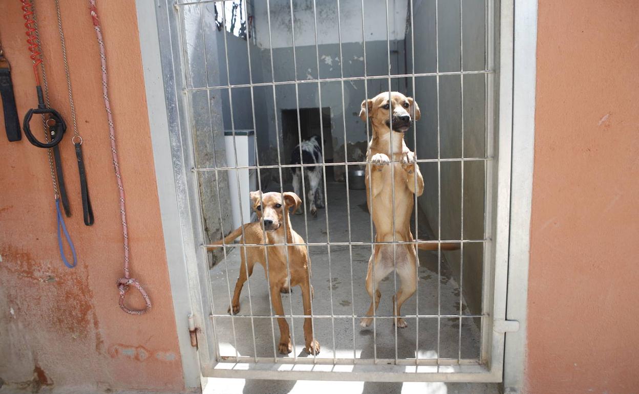 Perros del refugio de animales de Cáceres 